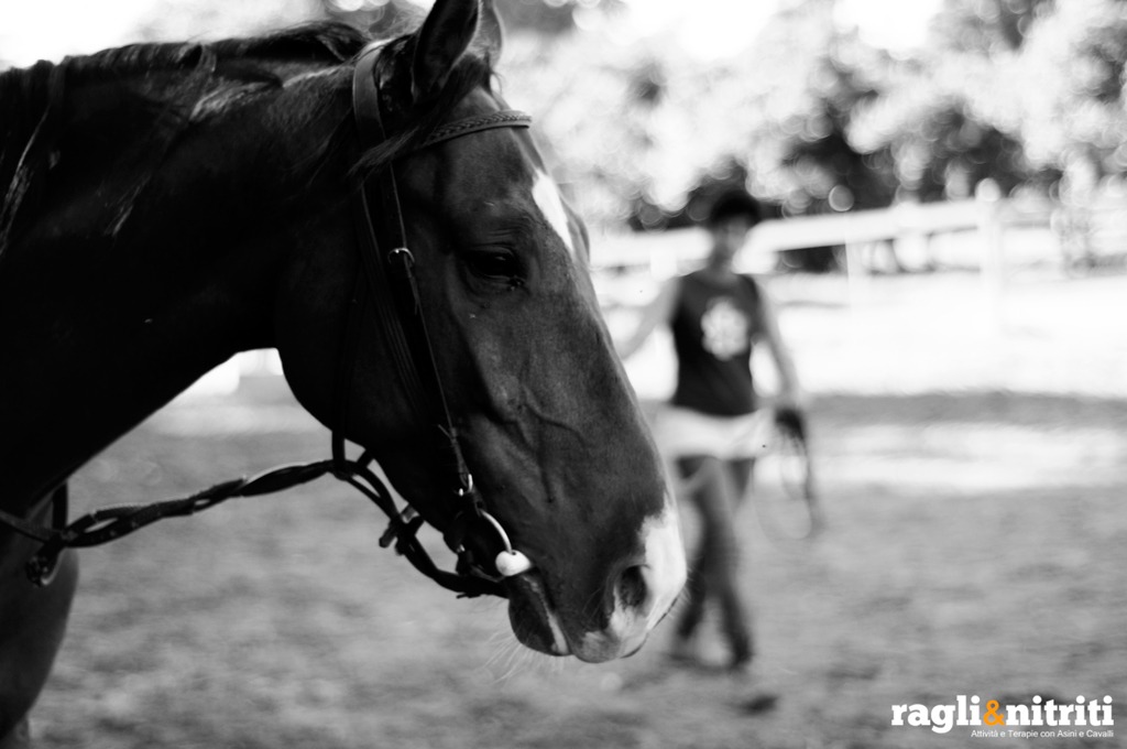 Addestramento Cavalli