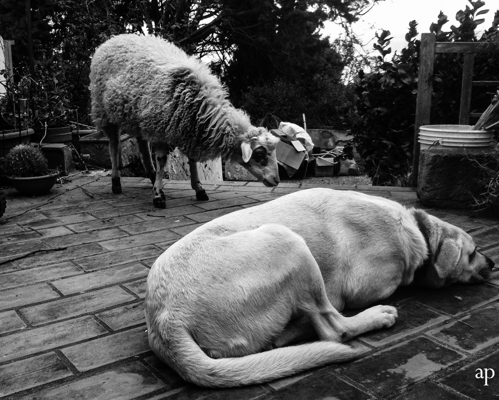 Amicizie a più voci...