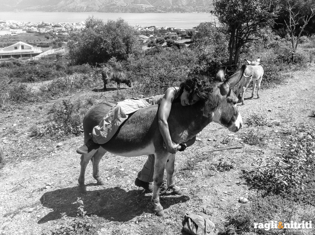Cultura equestre e dintorni